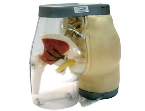 臀部肌肉注射及對比<font color=red>模型</font>KAS-TB